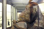 la specola zoologie 8-2017 0727